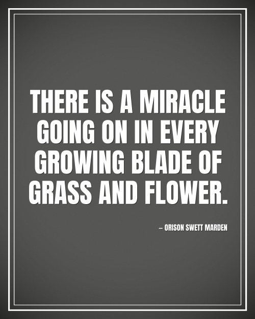 There is a miracle going on in every growing blade of grass and flower. - Orison Swett Marden motivational poster
